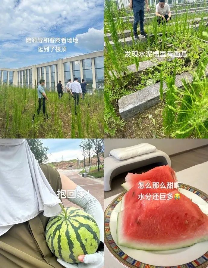Word文档图片
