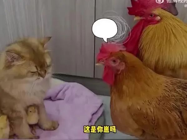 Word文档图片